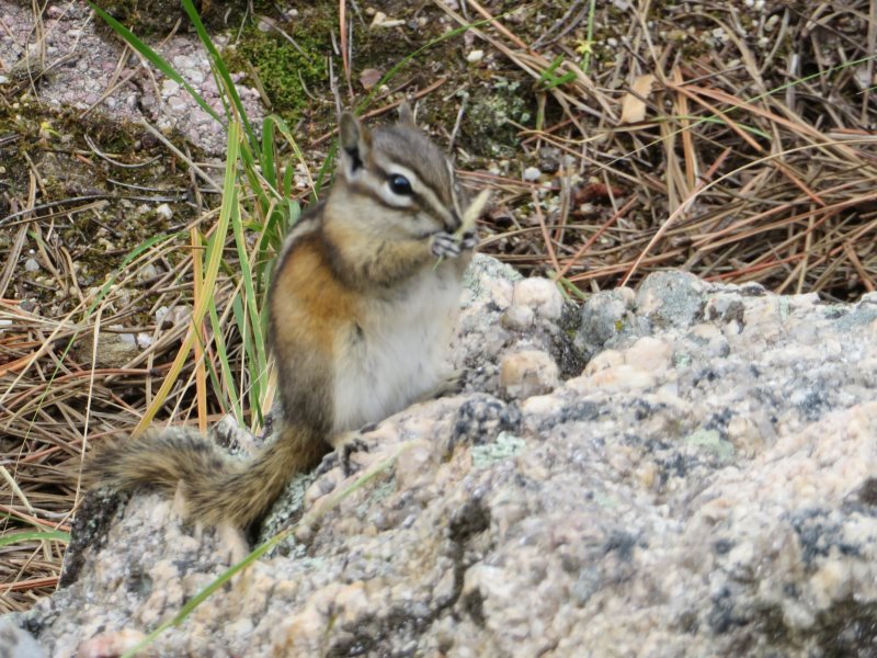Took a while then this Chipmunk sat and ate his seeds while having his picture taken